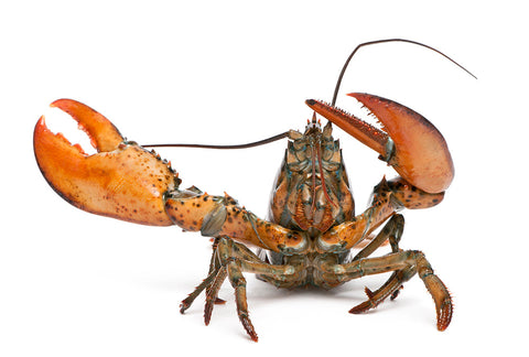LIVE Lobster